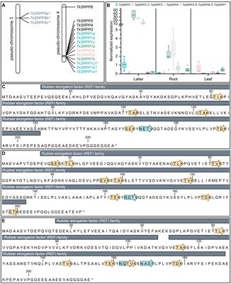 The interaction networks of small rubber particle proteins in the latex of Taraxacum koksaghyz reveal diverse functions in stress responses and secondary metabolism